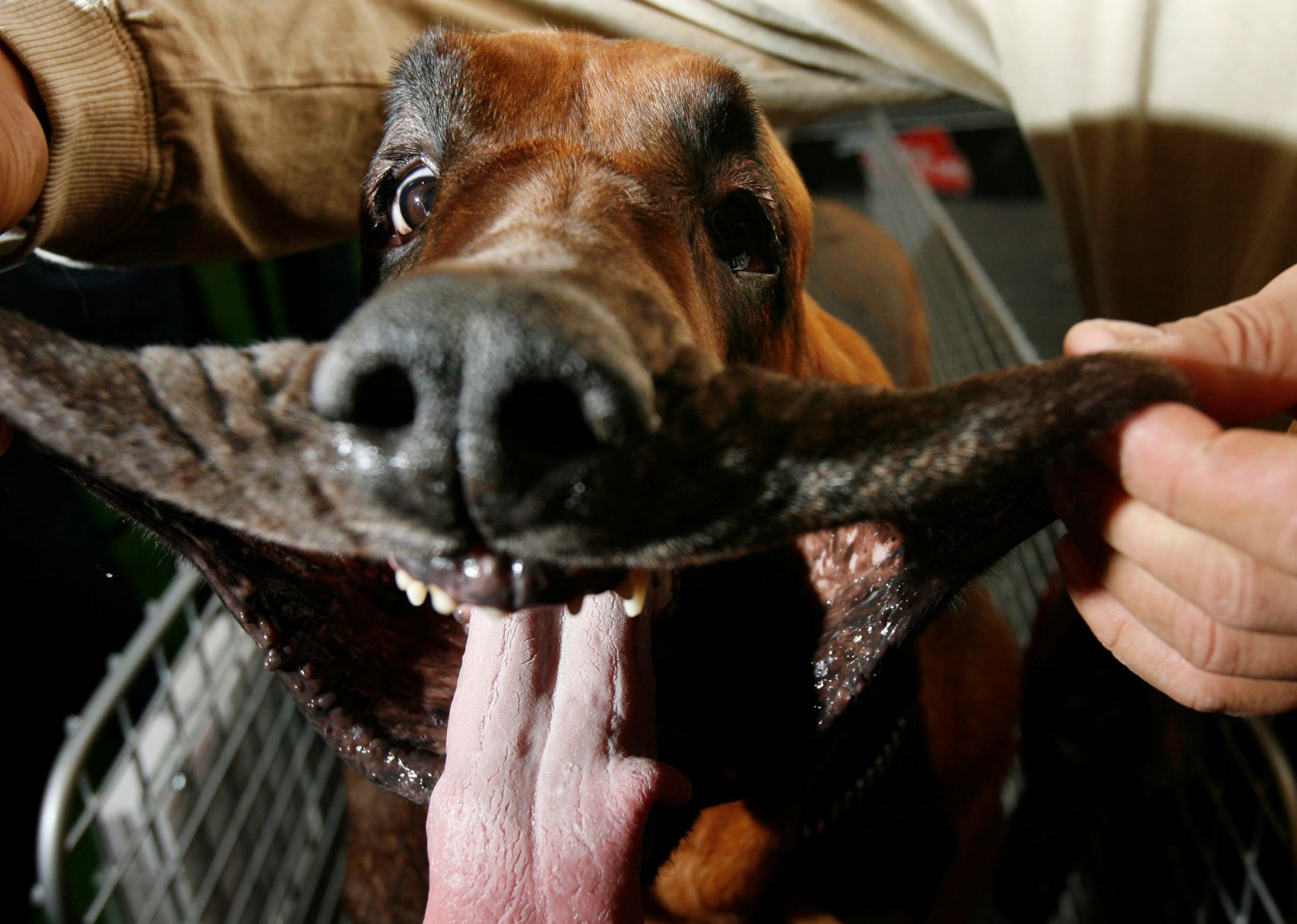 Westminster Dog Show